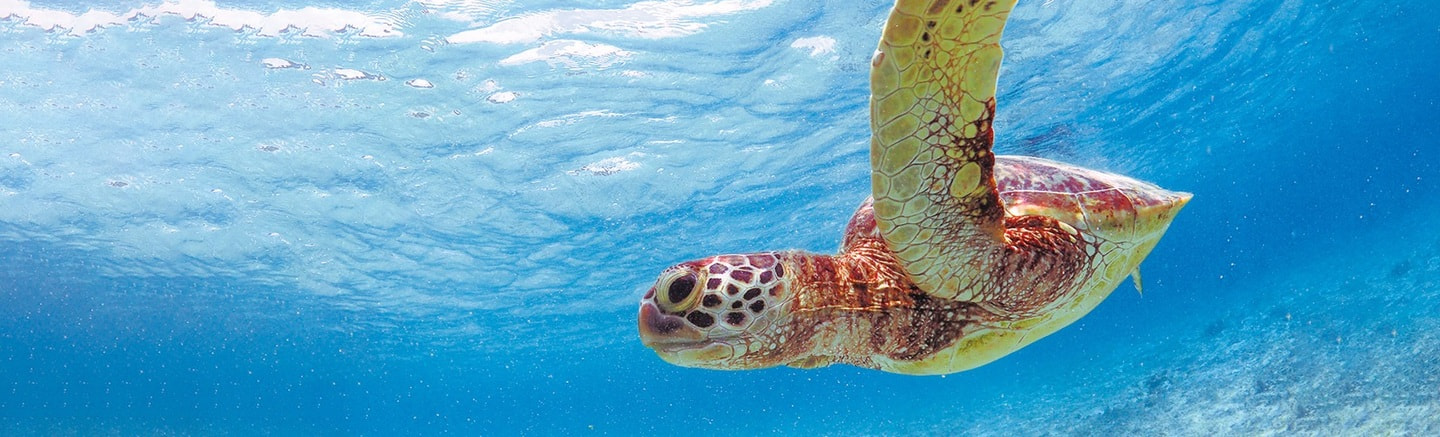 日本ウミガメ協議会トップ